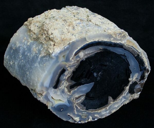 Polished Blue Forest Petrified Wood Limb #6212